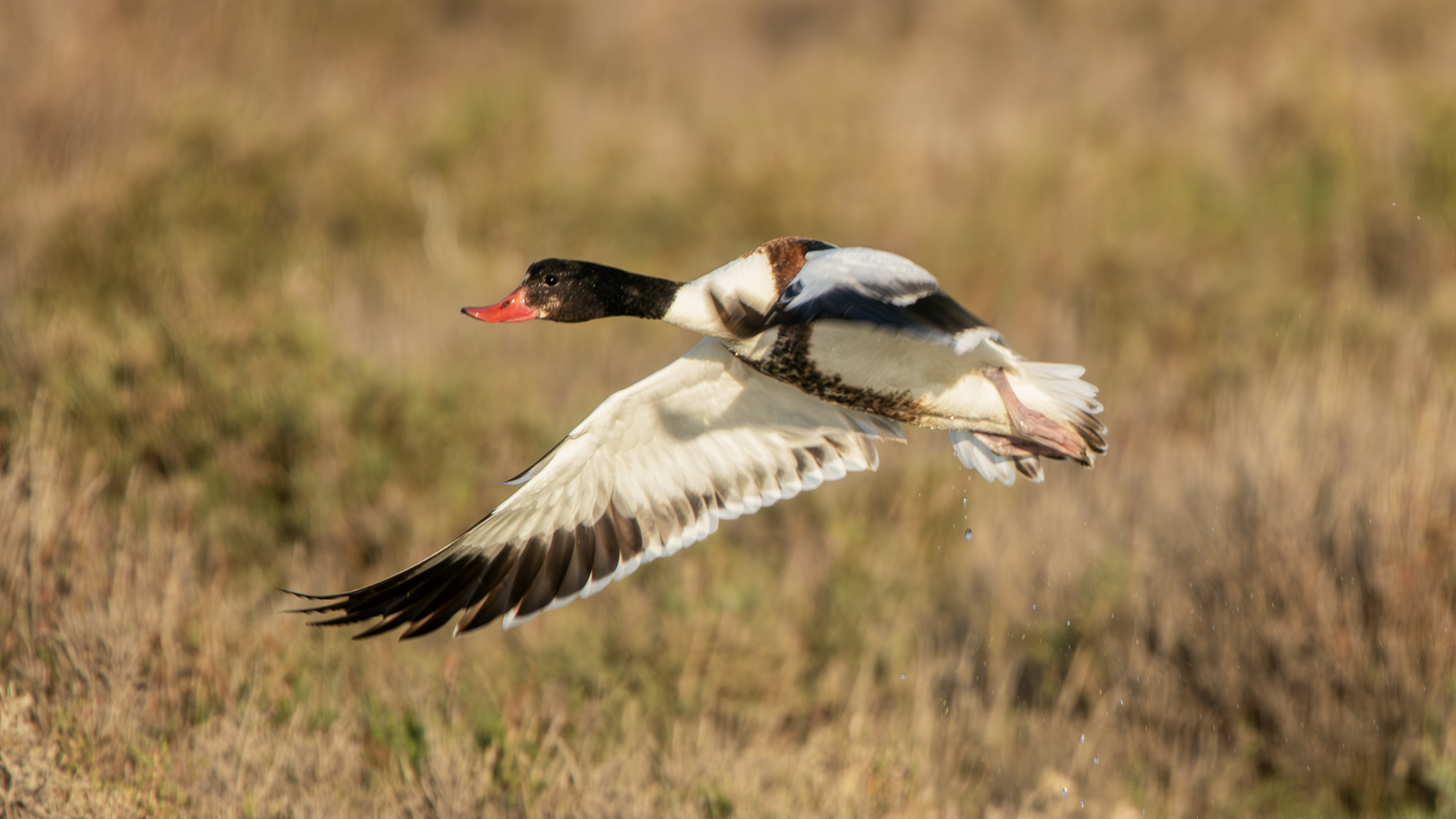 Common Shelduck